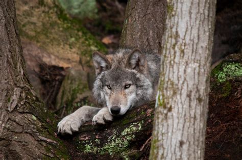 Free stock photo of carnivore, forest, fur