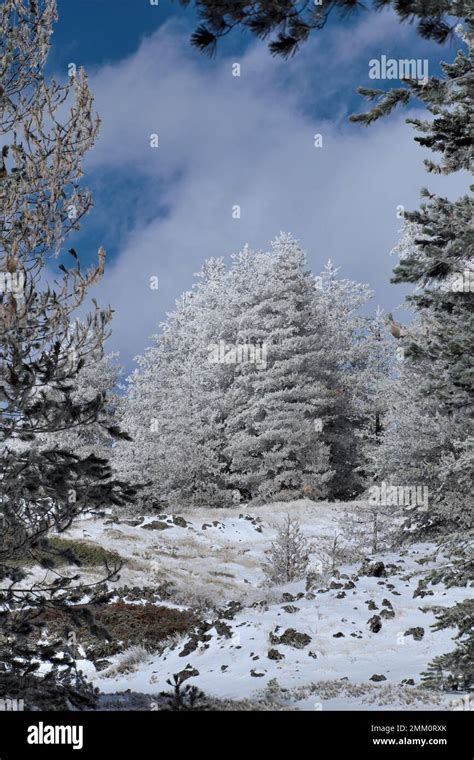 frozen winter trees Pinus Nigra Laricio in Sicily, Etna National Park ...