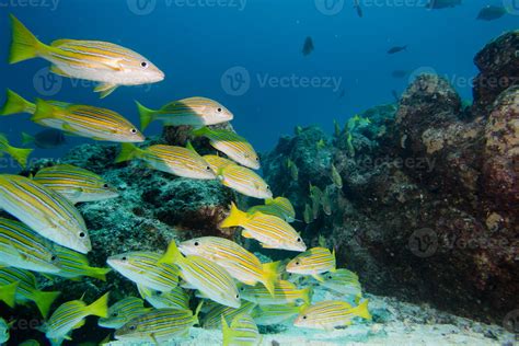 Inside a school of fish underwater 17235259 Stock Photo at Vecteezy