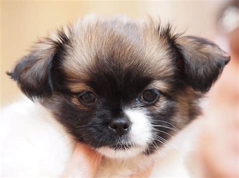 Half chihuahua and half shih-tzu... Adorable! | Chihuahua mix puppies, Chiweenie puppies, Shih tzu