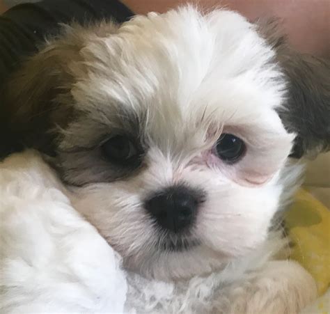 77+ Shih Tzu Puppies For Sale Near Me Cheap - l2sanpiero