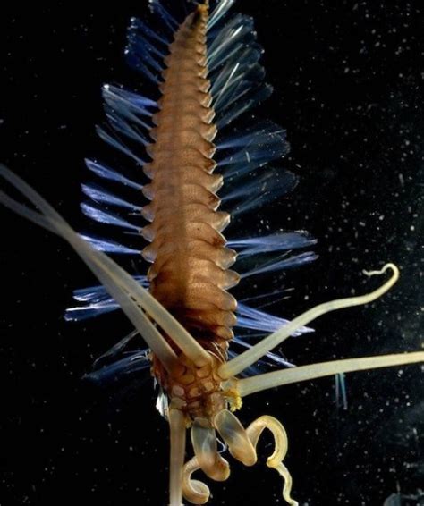 Squidworms:. The animal was recently discovered in the Celebes Sea ...