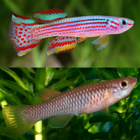 Aquarium Central -Guppies Endler - Assorted Endler Guppy 3cm - FEMALE ...