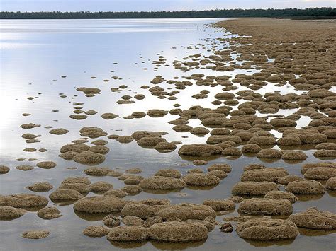 What is the Difference Between Stromatolites and Thrombolites - Pediaa.Com