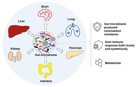 Gut Microbiome