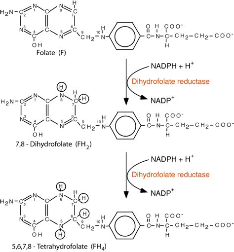 AMINO ACID METABOLISM: TETRAHYDROFOLATE