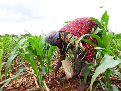 Improved Maize for African Soils » CIMMYT. International Maize and ...