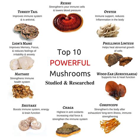 Medicinal Mushroom Benefits Chart