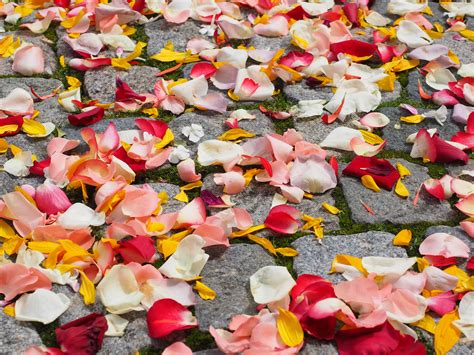 Rose petals wedding free image download