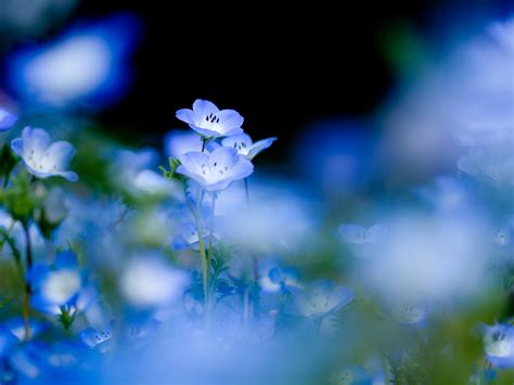 Blue flowers, nature, flowers, depth of field, blue flowers HD wallpaper | Wallpaper Flare