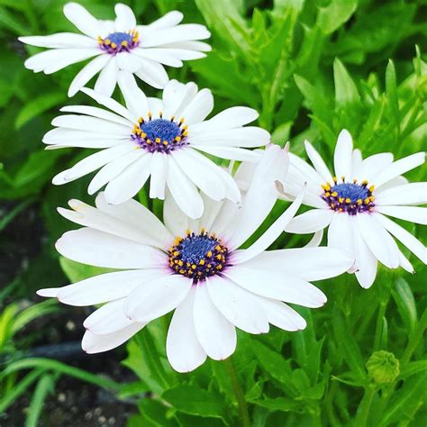 Baker Creek Heirloom Seeds on Instagram: “Blue Disc African Daisy ...