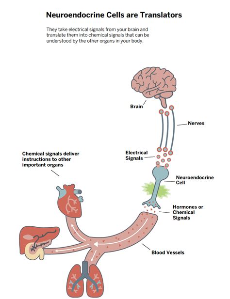 About Neuroendocrine Tumors - NETRF