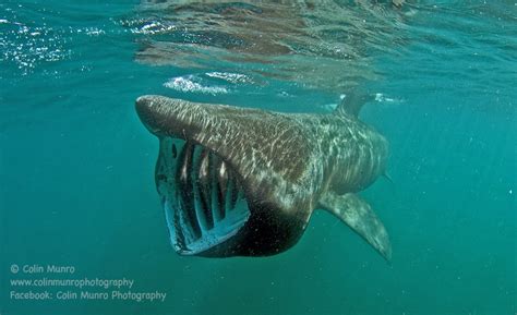 colinmunrophotography.com/blog – The basking shark