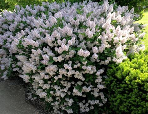 Syringa pubescens ‘Miss Kim’ – One Earth Botanical