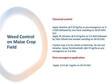 Weed Control on Maize Crop Field