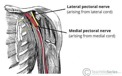 The Medial Pectoral Nerve - Course - Functions - TeachMeAnatomy