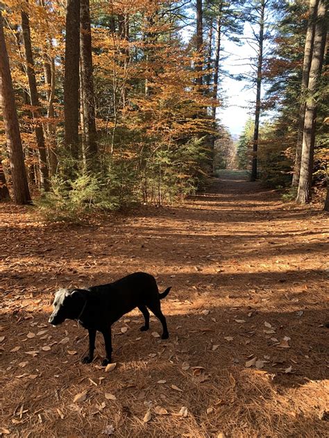 Pet Friendly Trails and Walks in the NH White Mountains – Suzie Laskin ...