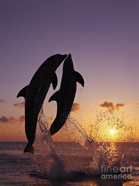 Two Dolphins Jumping Together At Sunset Photograph by Brandon Cole