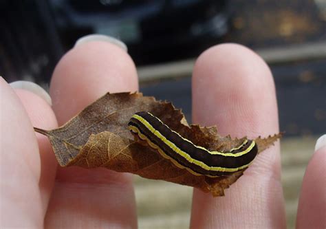 That ain’t no Monarch: meet these OTHER caterpillars that feed on milkweed – Texas Butterfly Ranch