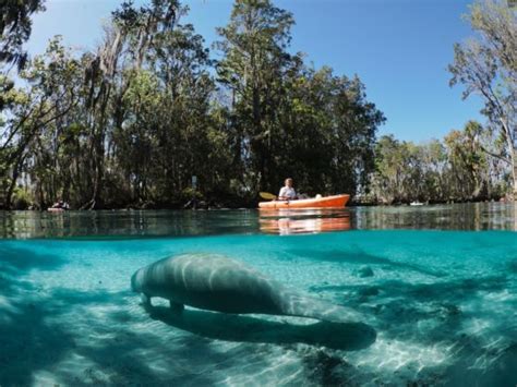 How to Swim With the Manatees in and Around Crystal River, FL