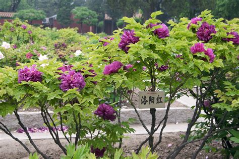 Free photo: Tree Peony - Beautiful, Beijing, Bloom - Free Download - Jooinn