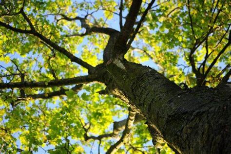 Neighbors Trees Overhanging My Property - Neighbor Cut Down My Tree