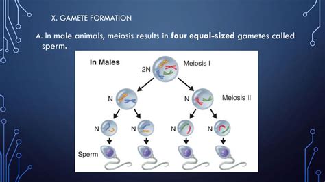 Meiosis Chapter ppt download