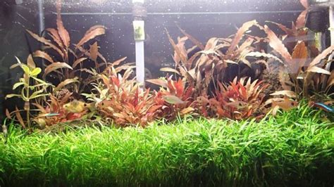 Best Foreground Plants Aquarium Cryptocoryne Parva For Nano Tanks Freshwater Aquarium Plants ...