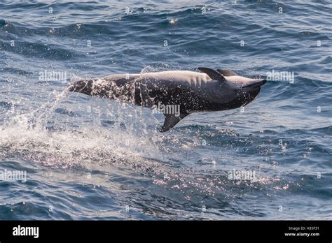 Clymene dolphin (Stenella clymene) spinning, caught belly uppermost, Senegal, West Africa ...