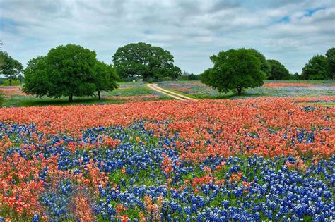 Indian Paint Brushes and Bluebonnets Texas Special | Wild flowers, Indian paintbrush, Blue bonnets