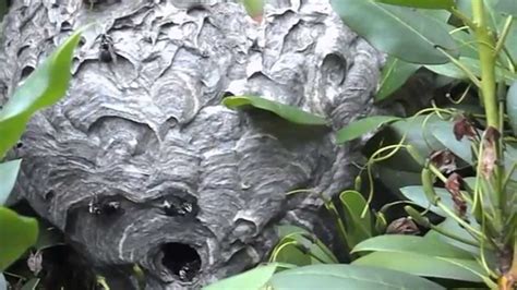 White-Faced Hornet Nest - YouTube