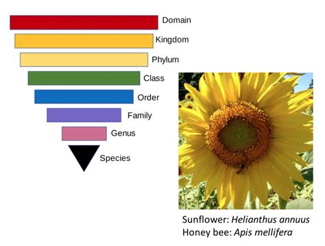 Cataloging, Classification, and Deliberate Hybridizations – History and Science of Cultivated Plants