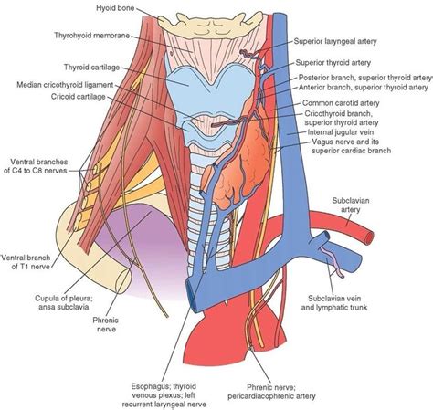 magicmedic: “ Structures of the neck and upper chest ” | Human anatomy ...