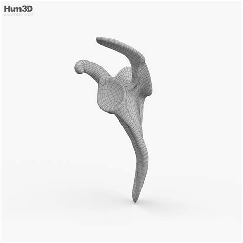 Scapula 3D model - Anatomy on Hum3D