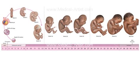 Birth, Labour and Delivery Medical Illustrations