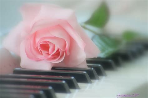 Pink piano rose, graphy, rose, pink, piano, HD wallpaper | Peakpx