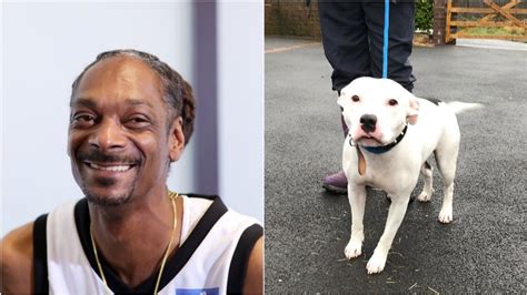 Please Let Snoop Dogg Adopt This Dog Named Snoop - VICE