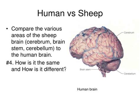 PPT - Sheep Brain Dissection Guide PowerPoint Presentation - ID:1216374