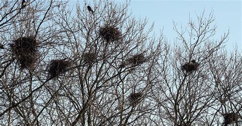 Crow Nesting (Behavior, Location, Eggs + FAQs) | Birdfact