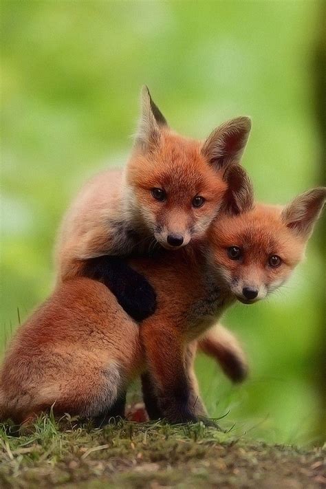 Cute Fox Babies Wallpaper iPhone - Best iPhone Wallpaper Baby Wallpaper, Animal Wallpaper, Super ...