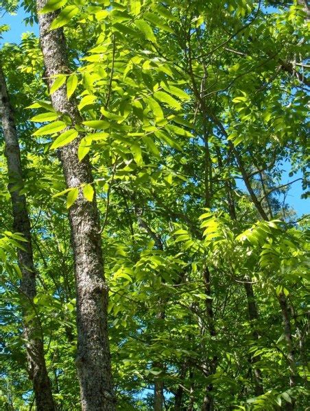 Ontario’s Endangered Black Ash Trees Need Immediate Attention | Niagara At Large