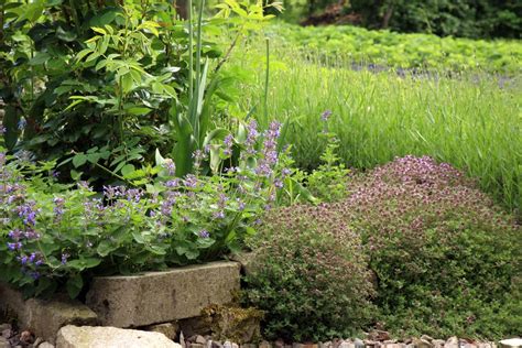 Catmint Plant Companions – Learn About Plants That Work With Catmint