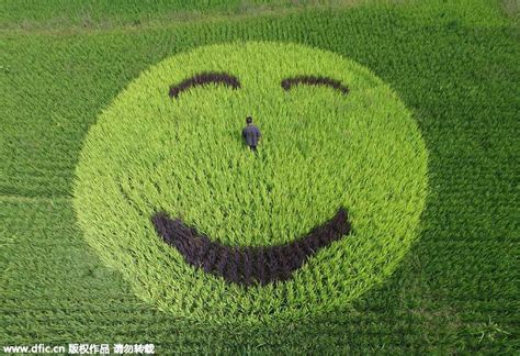 Amazing rice paddy art inspired from crops[5]- Chinadaily.com.cn