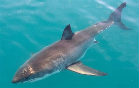 10 facts about great white sharks! - National Geographic Kids