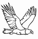 Bald Eagle coloring Page  Animals Town animals color Sheet sketch template