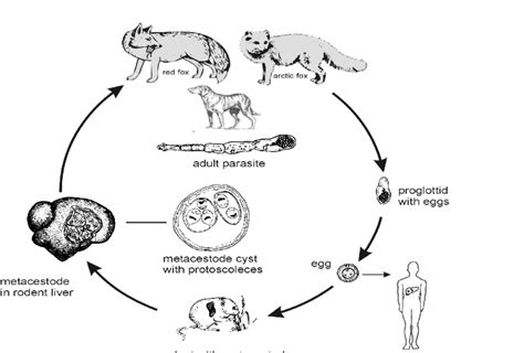 Fox Life Cycle