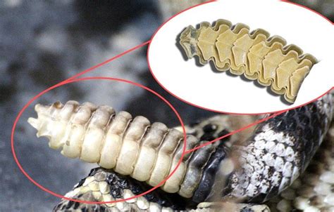 Rattlesnake Rattle: How And Why Does A Rattlesnake Produce Its Rattle?