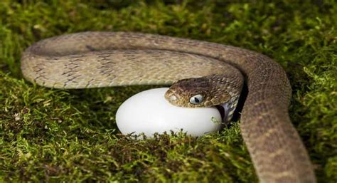 Snakes That Eat Eggs: Give Them Love And They Will Make You Happy - The ...