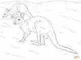 Large Kangaroo With Pouch Coloring Pages sketch template