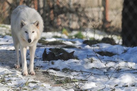 Heavy Damage: Wolf Haven Looks for Donations After Winter Blast Destroys Enclosures | The Daily ...